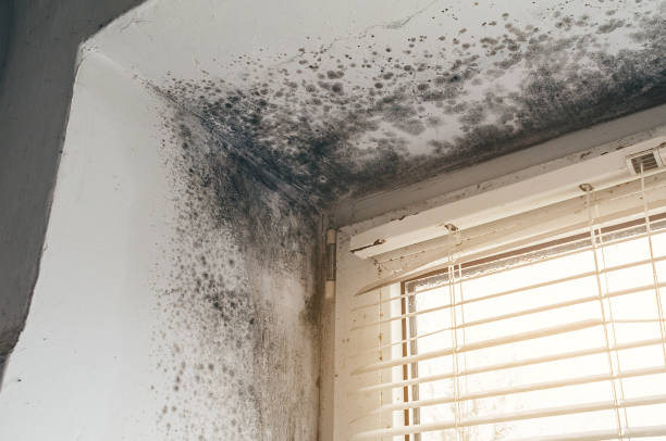 Affordable Mold Cleanup solutions in Richfield, MN